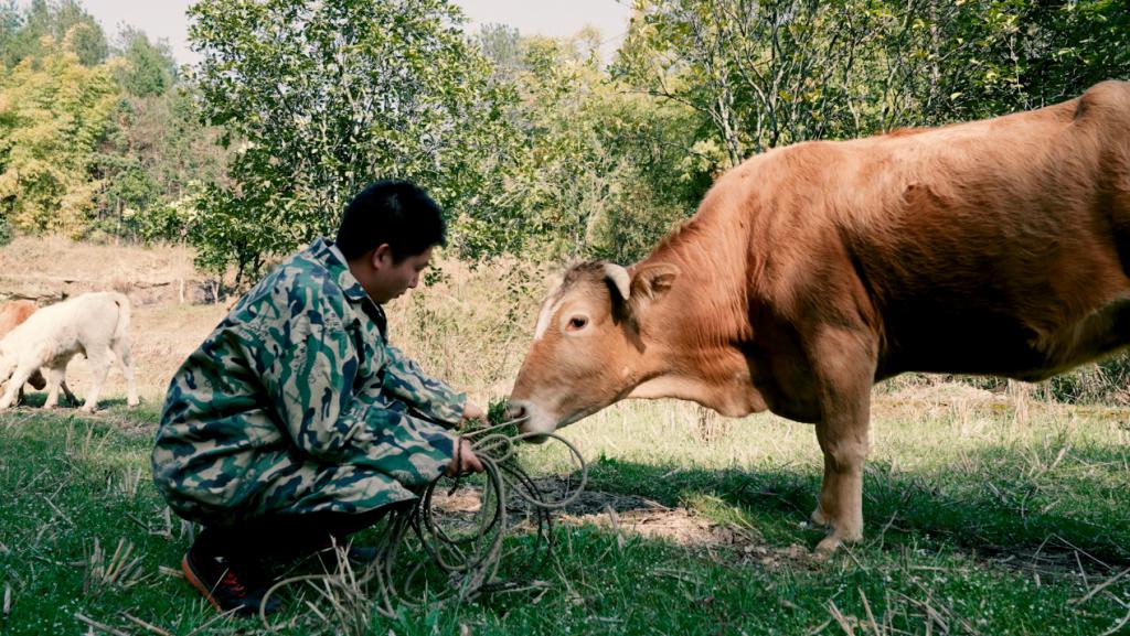 賭馬:95 後青年返鄕創業:廻村養牛,逆流而上